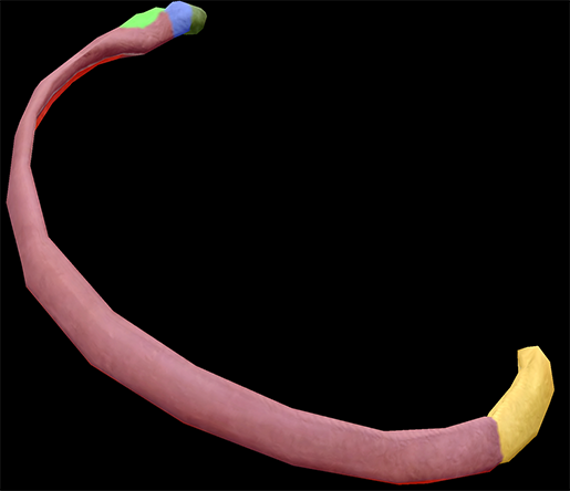 ribs-thoracic